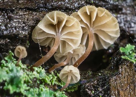 Detalle de Mycena meliigena creciendo sobre la corteza de un roble.