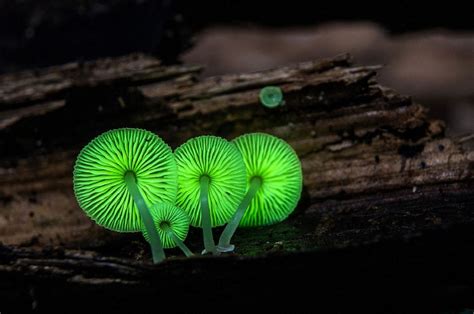 Ilustración científica de Mycena chlorophos, destacando su bioluminiscencia y estructuras microscópicas.