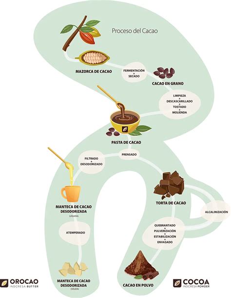 Esquema del proceso de transformación del grano de cacao en licor de chocolate