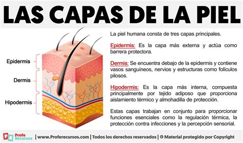 Infografía detallando las capas de la piel y cómo el aloe vera las beneficia