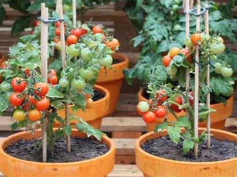 Galería de imágenes: Ejemplos de cultivos comestibles exitosos en macetas (zanahorias, fresas, tomates cherry, lechugas)