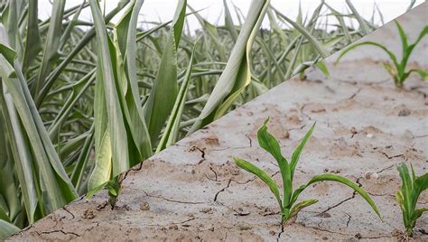 Fotografía de planta con signos de estrés hídrico