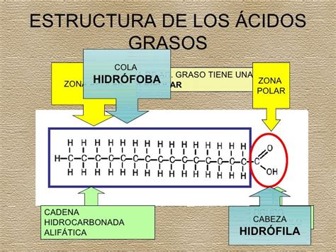Diagrama que muestre la estructura de los diferentes tipos de ácidos grasos presentes en la leche materna.