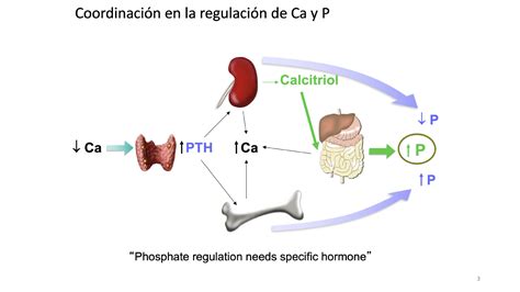 Diagrama mostrando la importancia del calcio y el fósforo para la salud ósea, con el yogur como fuente.