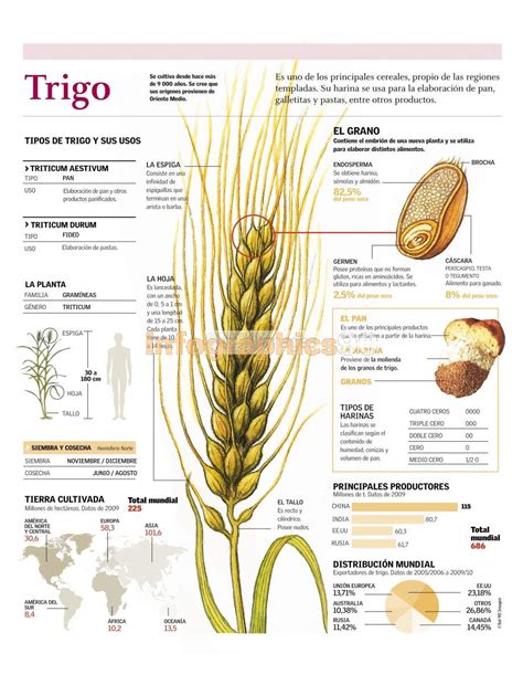 Infografía sobre la composición del grano de trigo y los tipos de harina.