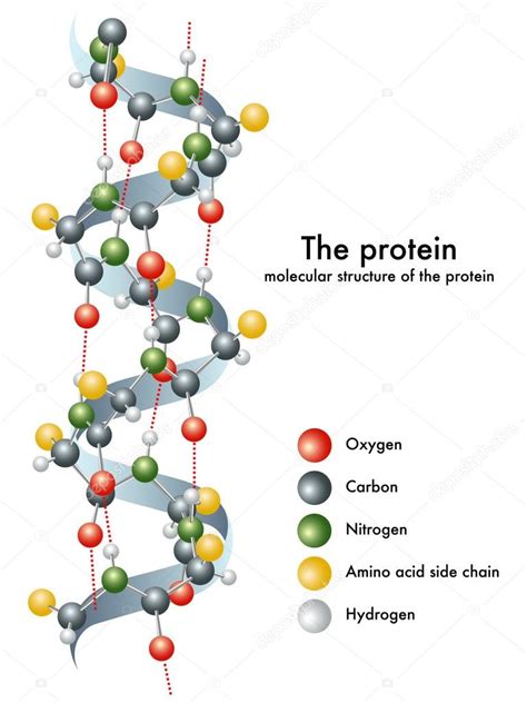 Ilustración detallada de la estructura molecular de una proteína y su función en la reparación muscular.