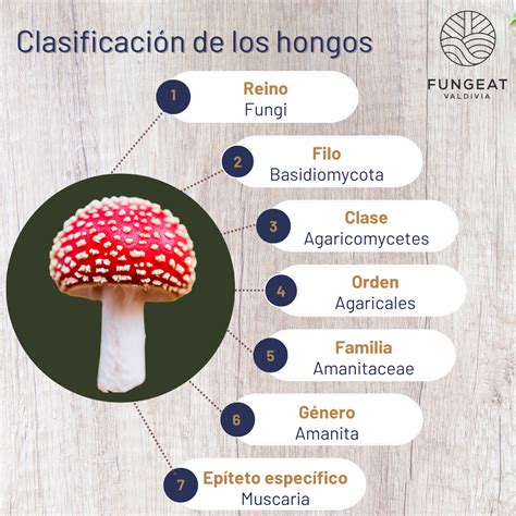 Infografía comparativa de diferentes tipos de hongos comestibles y sus beneficios.