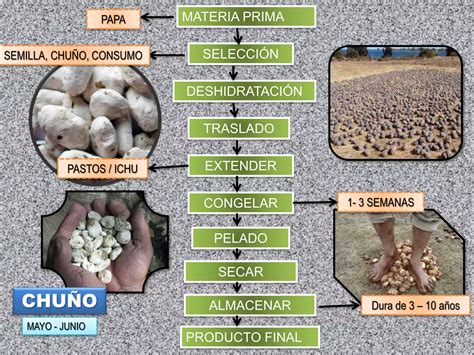 Infografía mostrando los pasos del proceso de elaboración del chuño.