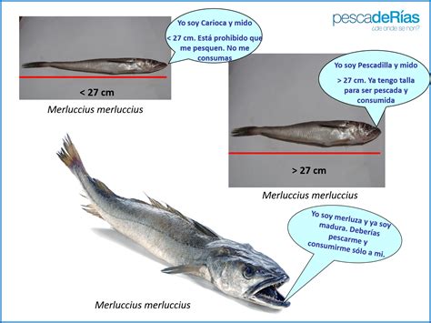 Infografía: Nombres de la merluza según su peso (pijota, pescadilla, merluza)