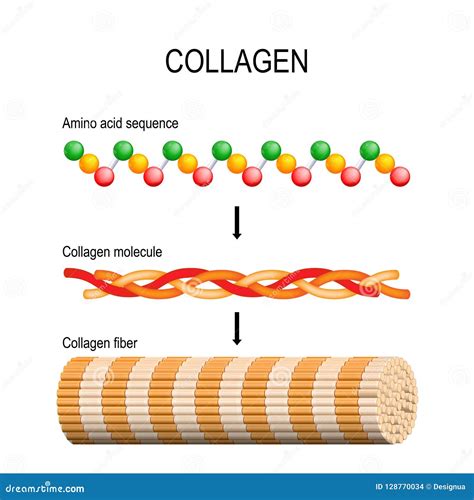 Ilustración comparativa de la estructura molecular del colágeno y la gelatina