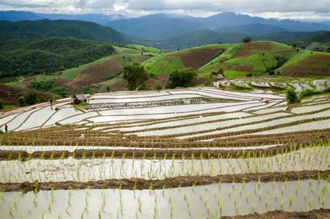 campo de arroz inundado con montañas al fondo
