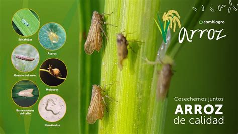ilustracion de insectos plaga del arroz