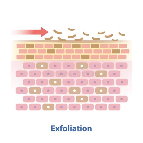 Diagrama mostrando el proceso de exfoliación: eliminación de células muertas, mejora de la circulación, renovación celular.