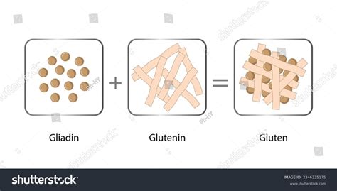 Ilustración mostrando la formación de una malla de gluten fina y elástica frente a una masa que se rompe fácilmente.