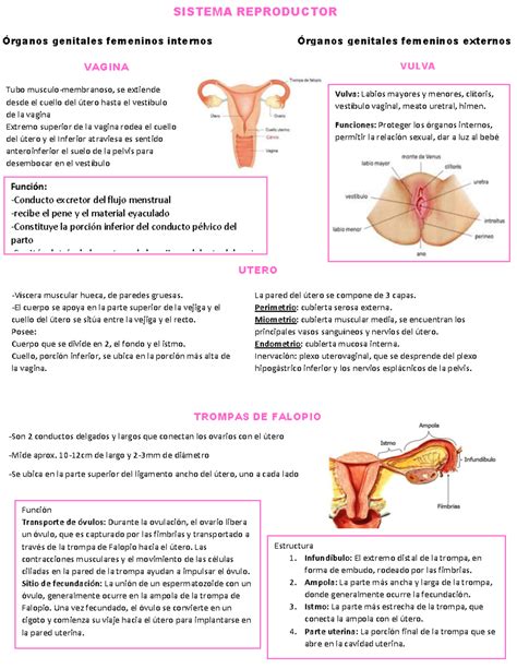 Esquema detallado de la anatomía de la vulva mostrando el clítoris, labios, orificios uretral y vaginal