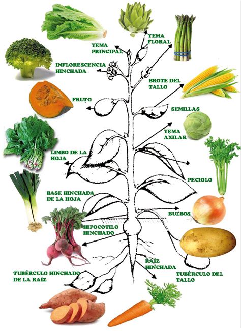 Infografía detallando las diferentes partes comestibles de las hortalizas (raíz, tallo, hoja, flor, fruto, semilla).