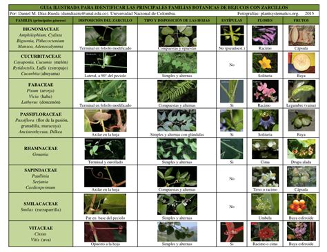Tabla comparativa de las principales familias botánicas de hortalizas, incluyendo ejemplos y características.
