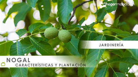 Ilustración botánica del árbol de nogal con detalles de sus hojas y frutos.
