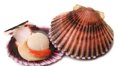 Ilustración de vieiras y langostinos frescos