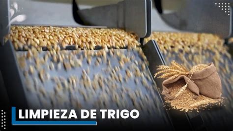 Esquema del proceso de limpieza de granos de trigo con tamices y aspiración.