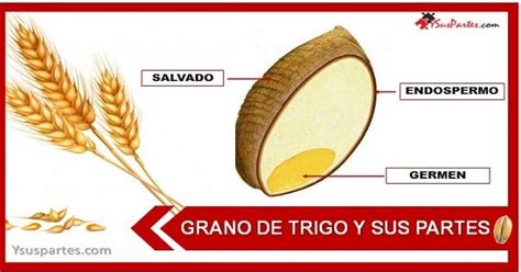 Infografía detallando las diferentes partes del grano de trigo y su procesamiento.