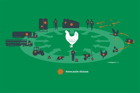 Diagrama de la transmisión del virus de Newcastle en una granja avícola