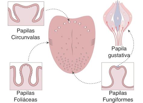 Esquema de las papilas gustativas y su relación con la percepción de texturas en alimentos