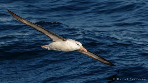 Albatros de ceja negra sobrevolando el Archipiélago de Cabo de Hornos