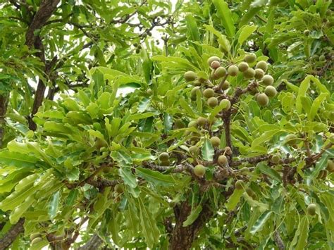 Esquema del árbol de karité (Vitellaria paradoxa) con sus frutos y nueces