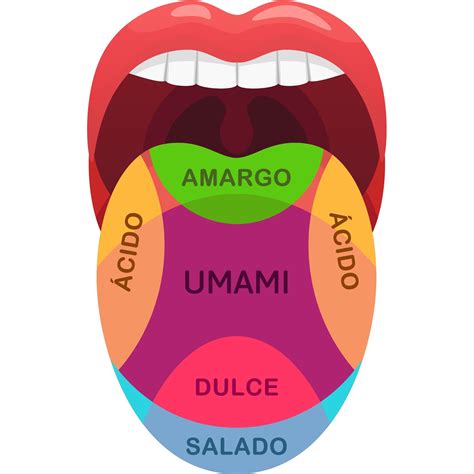 Esquema de las capas de sabor del dashi, mostrando el umami