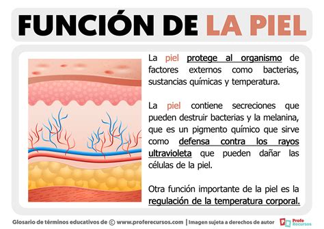 Ilustración que muestra la estructura de la piel y el proceso de absorción de ingredientes.