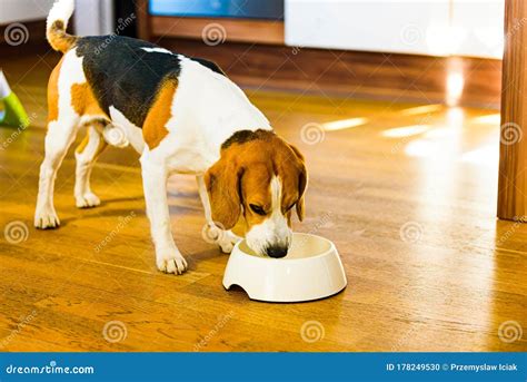 perro comiendo un bol de comida variada y equilibrada