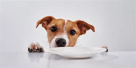 perro oliendo un plato de pasta cocida sin salsa