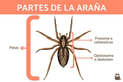 Ilustración de una araña de mar con sus partes principales etiquetadas (probóscide, quelíforos, ovígeros, patas locomotoras)