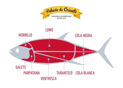 Esquema detallado de las partes del atún (maguro) y sus cortes tradicionales para sashimi.
