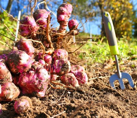 Campo de cultivo de topinambur con tubérculos visiblemente desarrollados