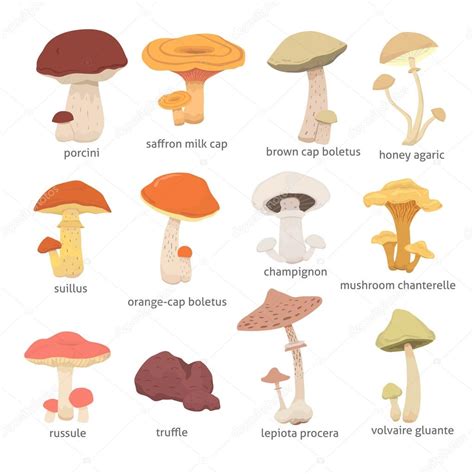 Ilustración detallada de diferentes tipos de hongos ostra.