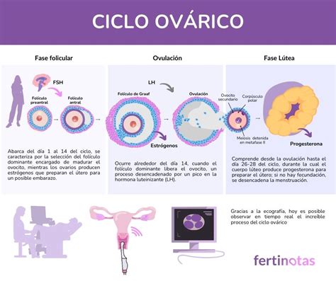 Infografía que muestra el ciclo de maduración de la pimienta y las diferencias visuales entre la pimienta negra, blanca y verde.