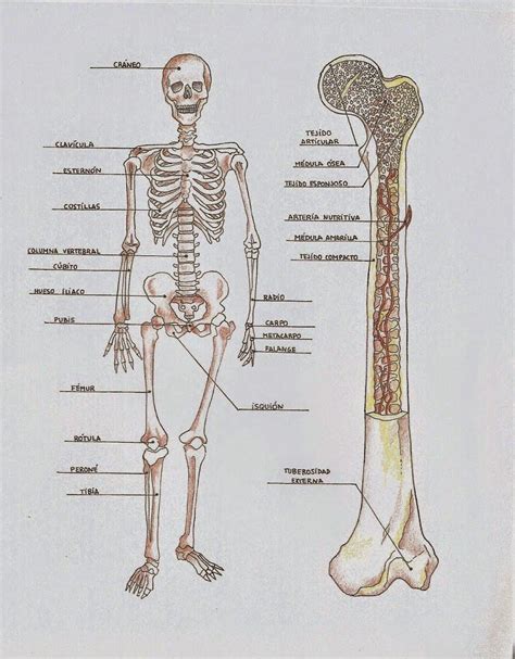 Infografía que muestra la estructura ósea humana comparada con bloques geométricos básicos para el dibujo inicial