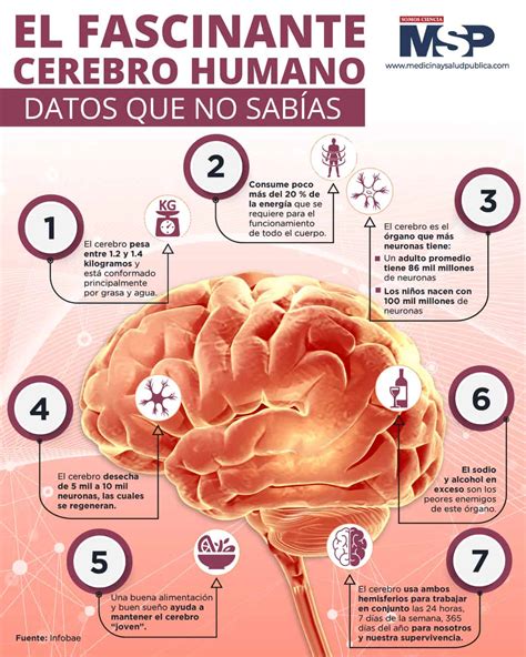 Infografía: Cerebro y nutrición - los nutrientes clave como omega-3, antioxidantes y vitaminas del grupo B.