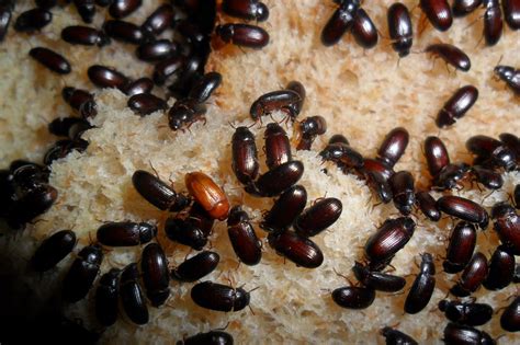 Ilustración de la larva y adulto de un gorgojo común en frambuesas, mostrando el daño en raíces y hojas
