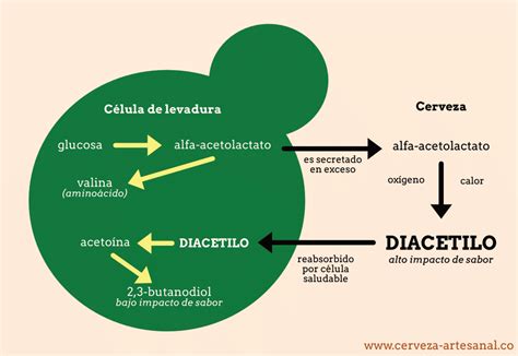 Diagrama simplificado de la producción y reabsorción de diacetilo por la levadura
