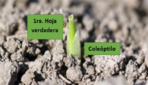 Etapa de emergencia (VE) del maíz, con coleóptilo visible