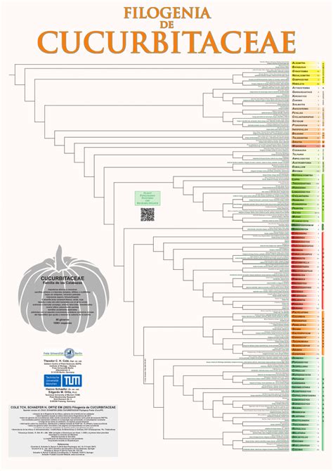 Esquema de las principales especies de la familia Cucurbitaceae con ejemplos de frutos.