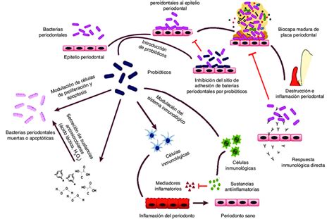 Esquema del intestino mostrando la acción de los prebióticos y la producción de AGCC.