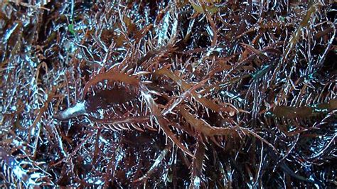 Esquema botánico del alga Chondracanthus chamissoi detallando su estructura ramificada y cistocarpos.