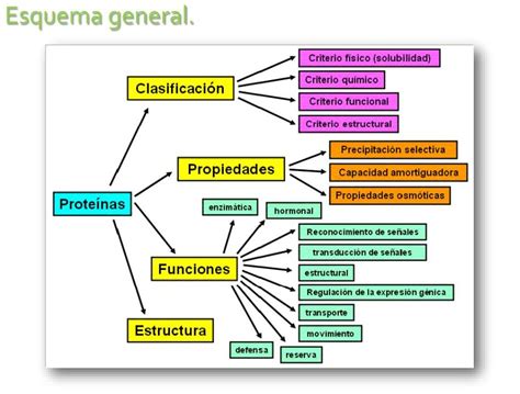 Esquema de las proteínas del gluten en cereales