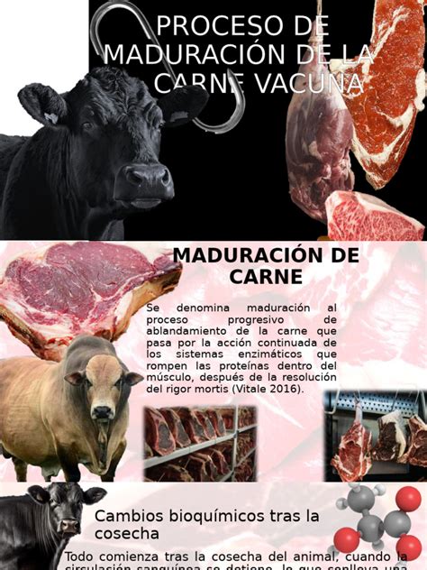 Infografía detallando el proceso de crianza y maduración de la carne Angus