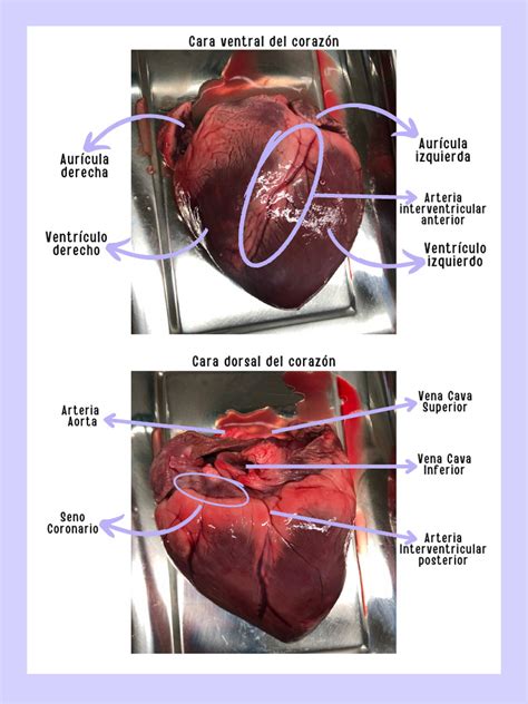 Esquema de corte y limpieza de una pieza de corazón de vaca para asegurar una textura tierna antes de la cocción.