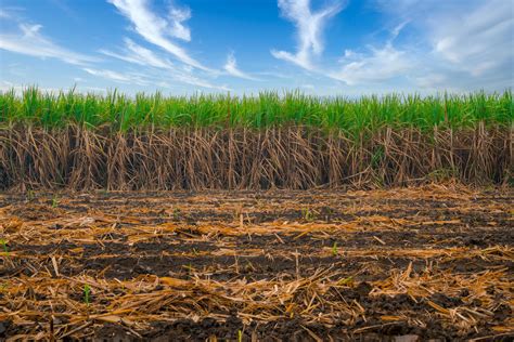 Campos de caña de azúcar en el norte de Belice